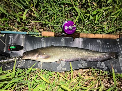 ナマズの釣果
