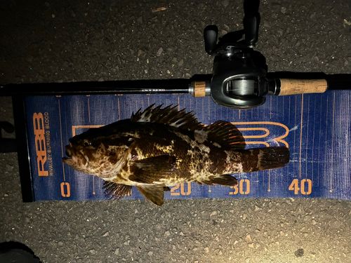ベッコウゾイの釣果