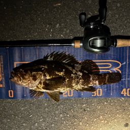 ベッコウゾイ