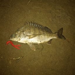 クロダイ