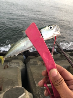 サバの釣果