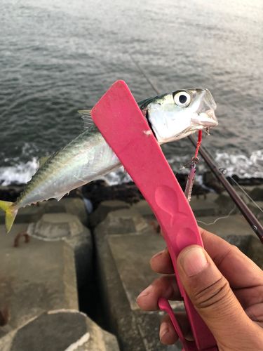 サバの釣果