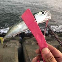 サバ