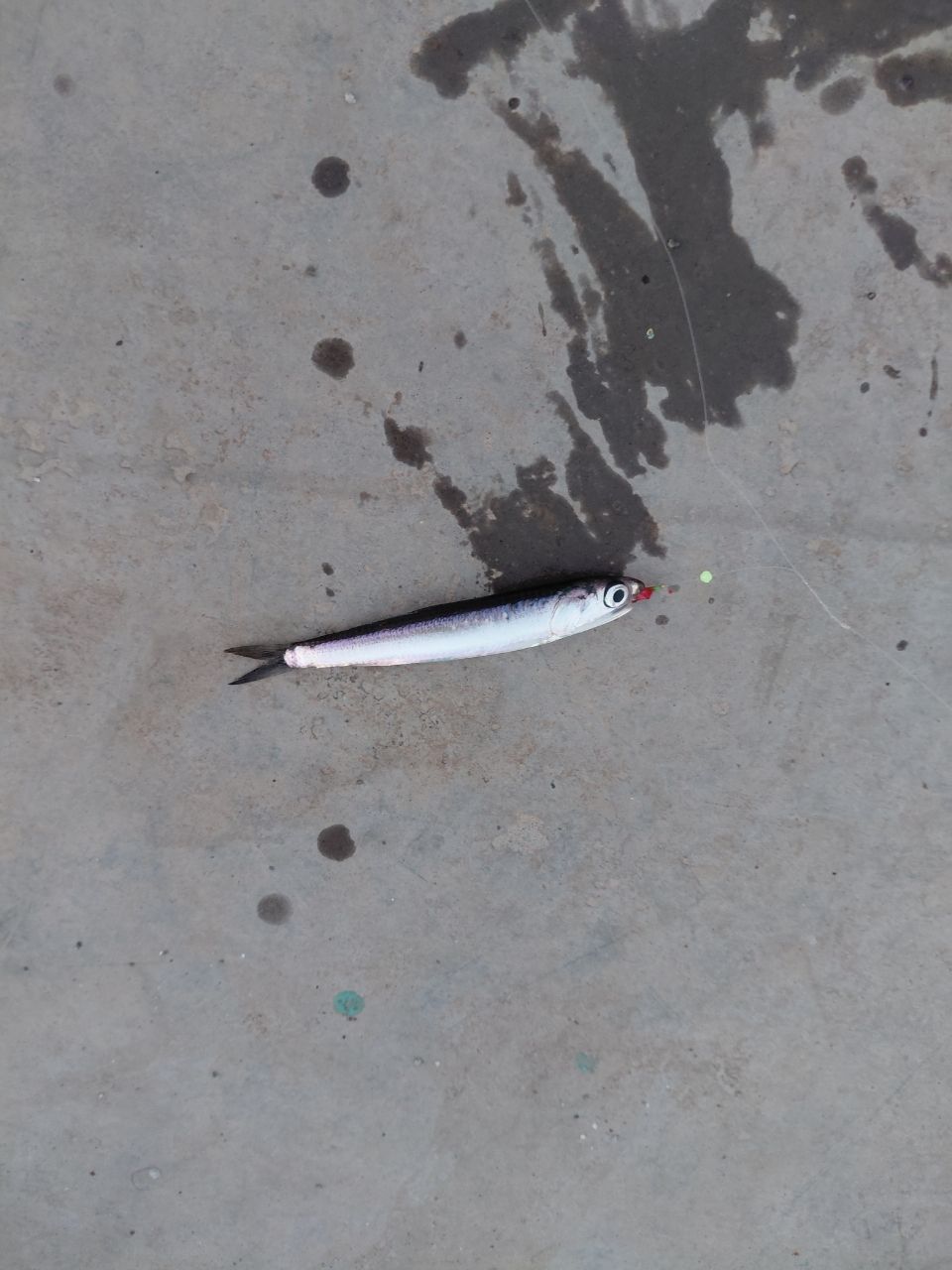 カタクチイワシ