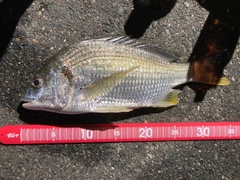 キビレの釣果