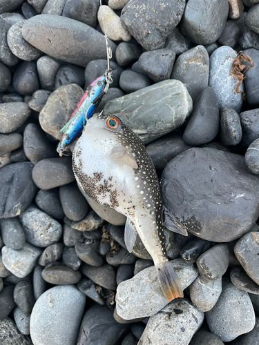 クサフグの釣果
