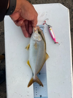 ショゴの釣果