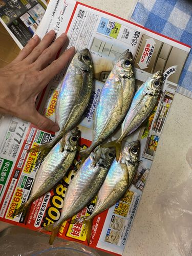 アジの釣果