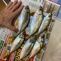 アジ