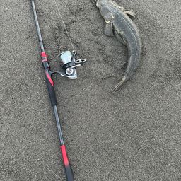 マゴチ