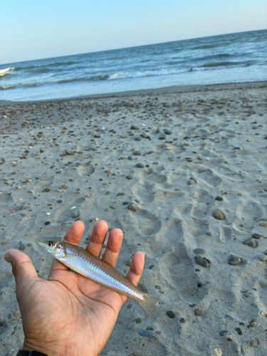 キスの釣果