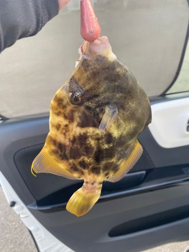 カワハギの釣果