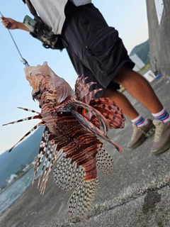 ハナミノカサゴの釣果