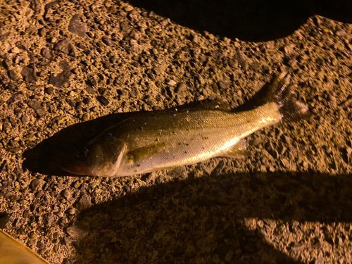 スズキの釣果