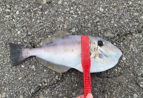ウスバハギの釣果