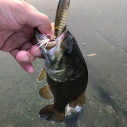 スモールマウスバス