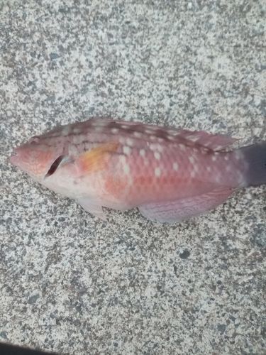 ベラの釣果