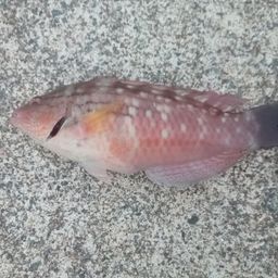 ベラ