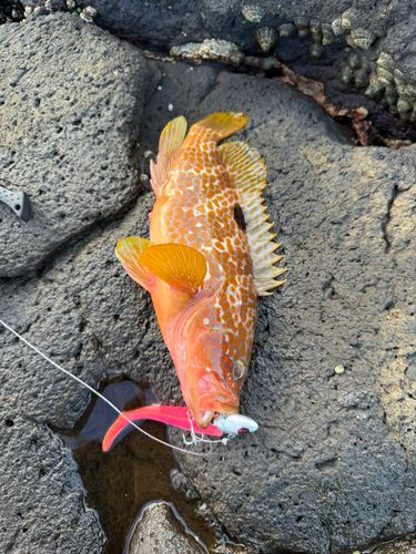 帯島