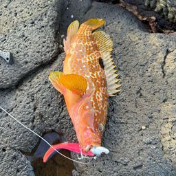 キジハタ