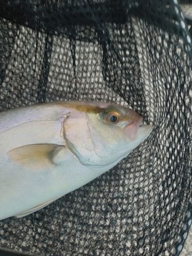 ショゴの釣果
