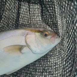 ショゴ