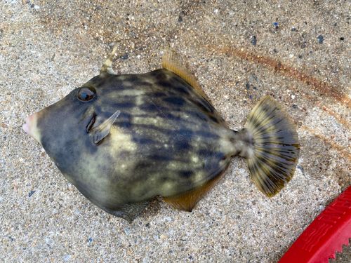 カワハギの釣果