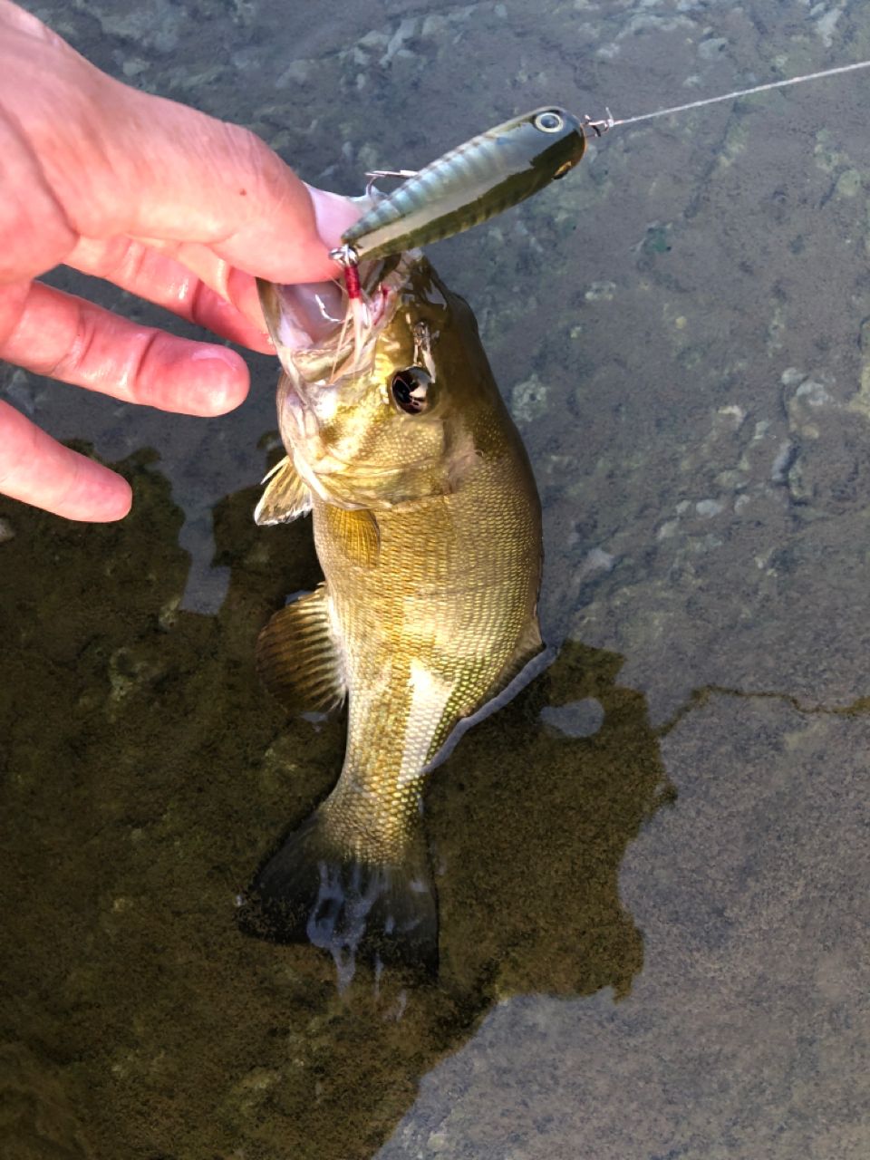 スモールマウスバス