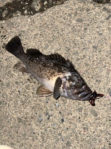 クロソイの釣果