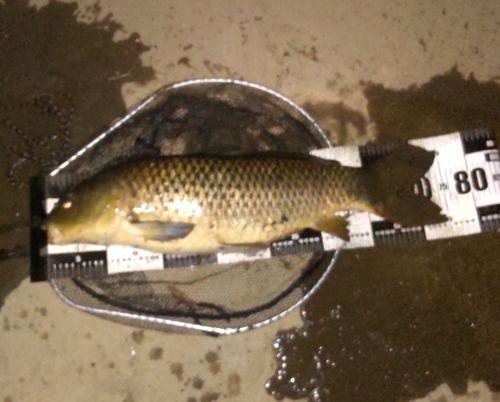 フナの釣果