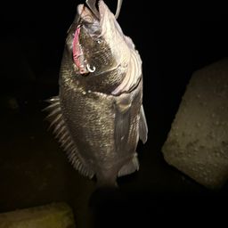 クロダイ