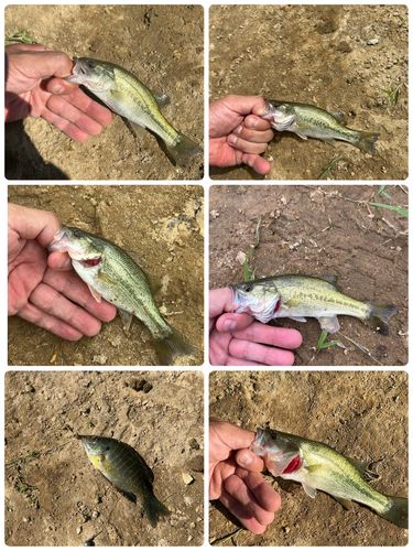 ブラックバスの釣果