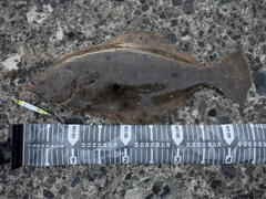 ワカシの釣果