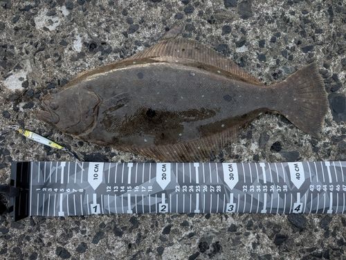 ワカシの釣果