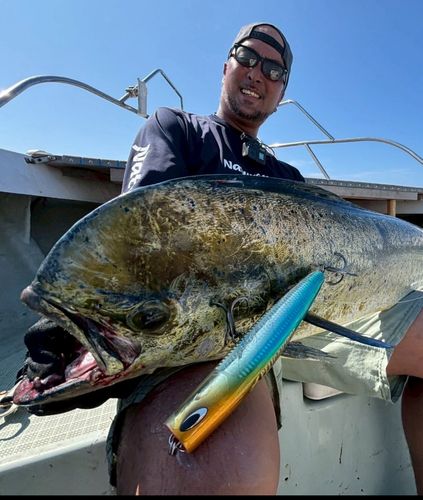 シイラの釣果