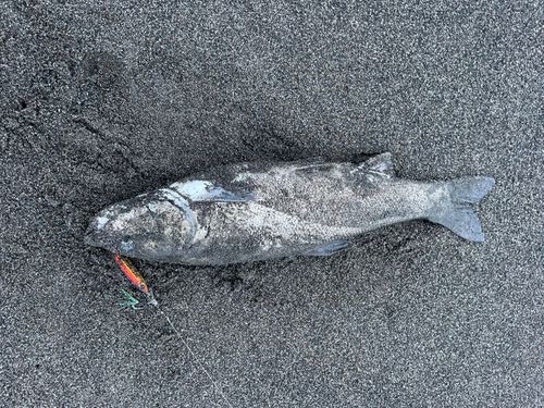 ウグイの釣果