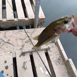 ラージマウスバス