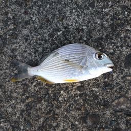 ヘダイ