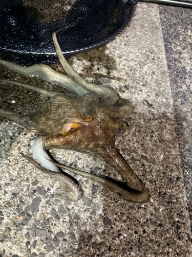 タコの釣果