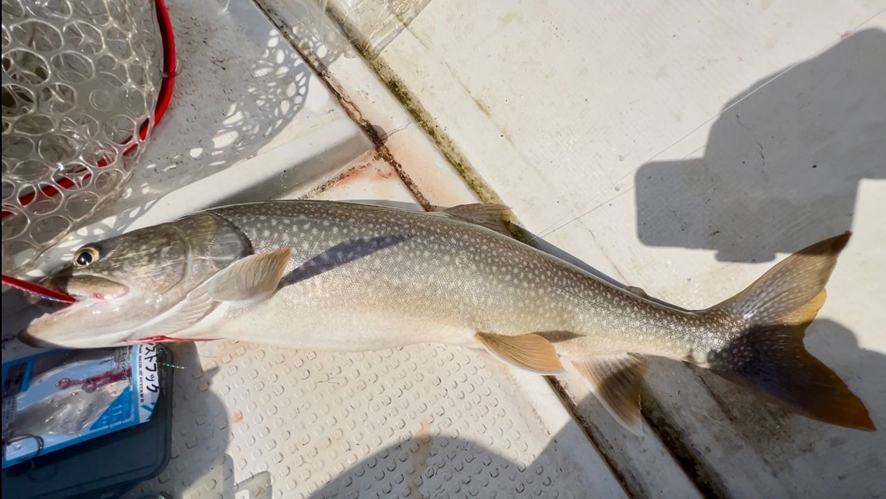 レイクトラウト