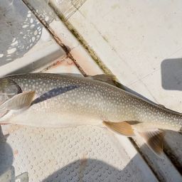 レイクトラウト