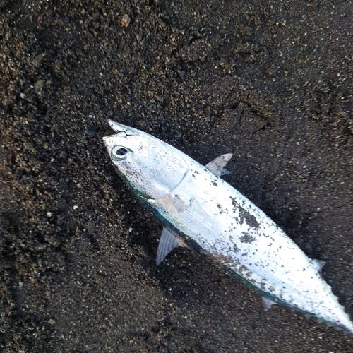 ソウダガツオの釣果