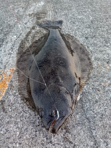 ソゲの釣果