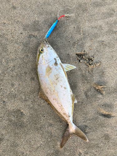 ショゴの釣果