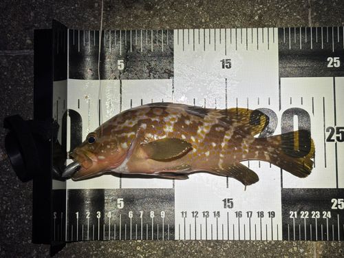 アコウの釣果