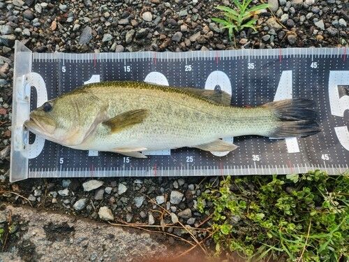 ブラックバスの釣果