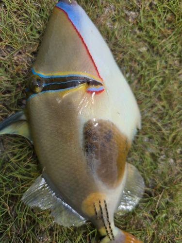 カワハギの釣果