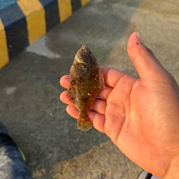 ヒラメ
