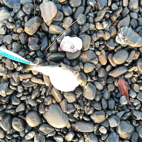 クサフグの釣果