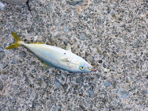 ワカシの釣果